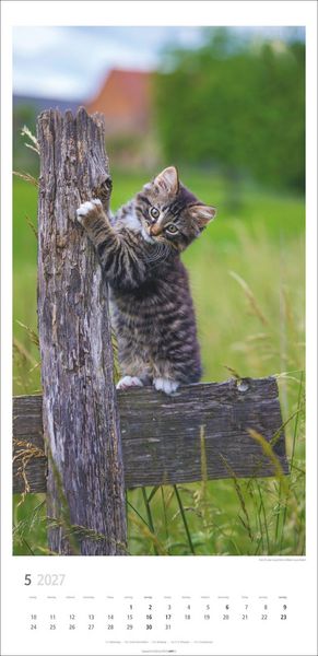 Produktbild: Katzen Kalender 2027