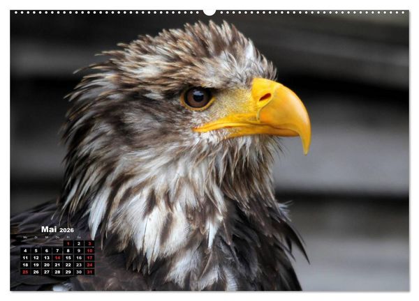 Produktbild: Greifv&ouml;gel, Eulen und K&auml;uze (hochwertiger Premium Wandkalender 2026 DIN A2 quer), Kunstdruck in Hochglanz