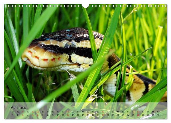 Produktbild: Reptilien Schlangen, Echsen und Co. (Wandkalender 2026 DIN A3 quer), CALVENDO Monatskalender