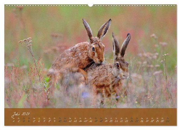 Produktbild: Feldhasen in H&ouml;chstform (hochwertiger Premium Wandkalender 2027 DIN A2 quer), Kunstdruck in Hochglanz
