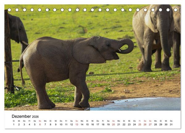 Produktbild: S&uuml;dafrika - Eine beeindruckende Tierwelt (Tischkalender 2026 DIN A5 quer), CALVENDO Monatskalender