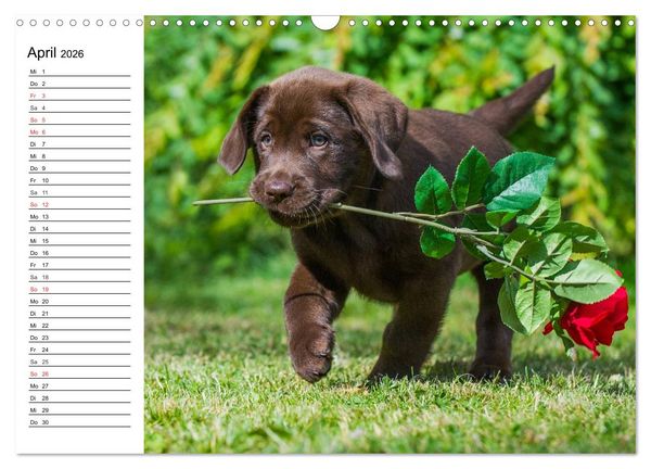 Produktbild: Labrador Retriever - Freunde f&uuml;r&acute;s Leben (Wandkalender 2026 DIN A3 quer), CALVENDO Monatskalender