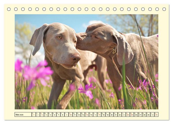 Produktbild: Edle Weimaraner. Loyale Silberseelen im Licht der Natur (Tischkalender 2026 DIN A5 quer), CALVENDO Monatskalender