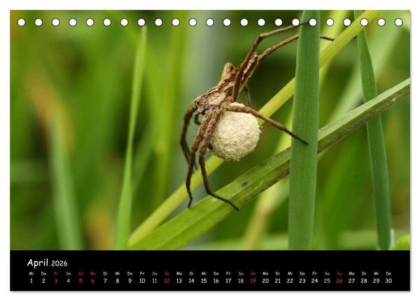 Produktbild: Heimische Spinnen (Tischkalender 2026 DIN A5 quer), CALVENDO Monatskalender