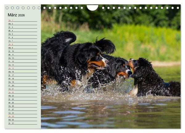 Produktbild: Berner Sennenhunde in Action (Wandkalender 2026 DIN A4 quer), CALVENDO Monatskalender