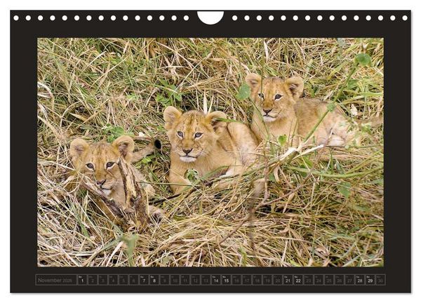 Produktbild: Kenia (Wandkalender 2026 DIN A4 quer), CALVENDO Monatskalender