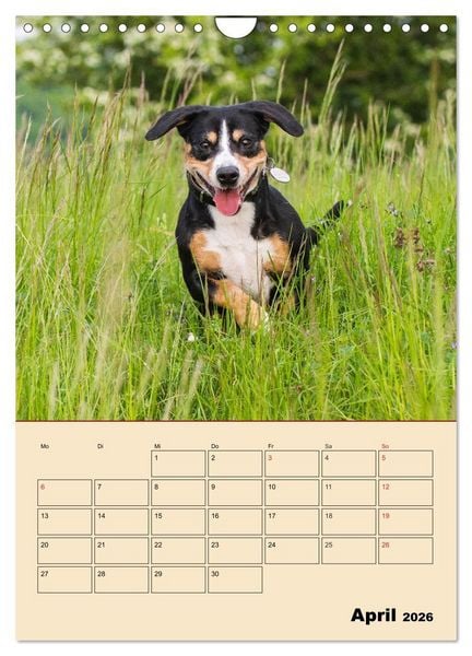 Produktbild: Jahresplaner Entlebucher Sennenhund (Wandkalender 2026 DIN A4 hoch), CALVENDO Monatskalender