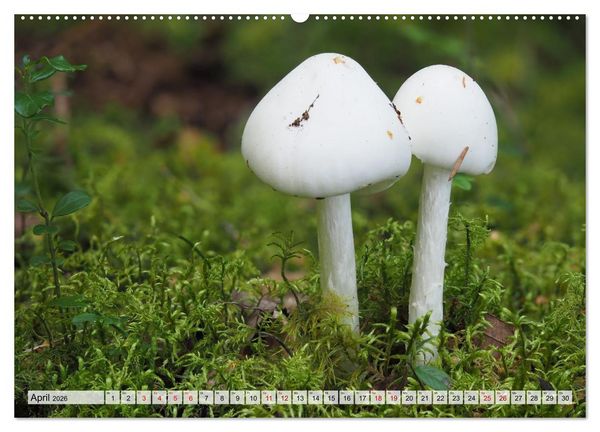 Produktbild: Sch&ouml;n, aber giftig. Giftpilze, die Sammler kennen sollten. (hochwertiger Premium Wandkalender 2026 DIN A2 quer), Kunstdruck in Hochglanz