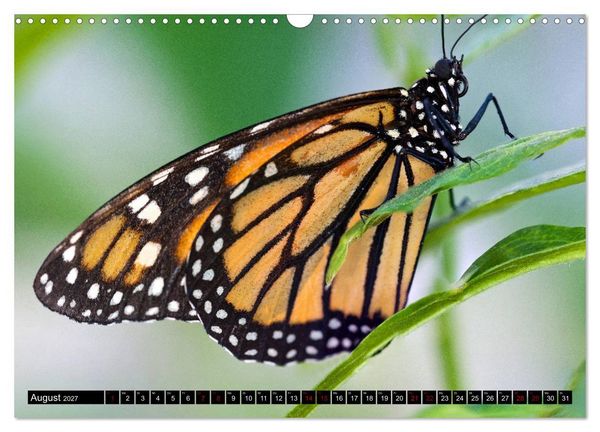 Produktbild: Fliegende Wunderwesen. Schmetterlinge weltweit, ganz nah (Wandkalender 2027 DIN A3 quer), CALVENDO Monatskalender