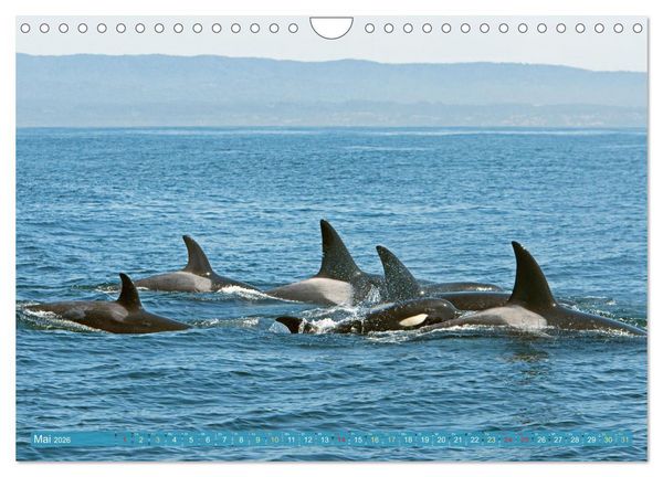 Produktbild: Orcas: Schwarz-wei&szlig;e Giganten (Wandkalender 2026 DIN A4 quer), CALVENDO Monatskalender