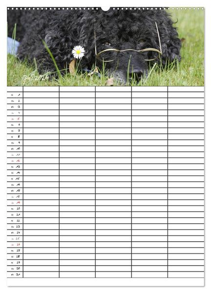 Produktbild: Der Pudel-Familienplaner (Wandkalender 2026 DIN A2 hoch), CALVENDO Monatskalender