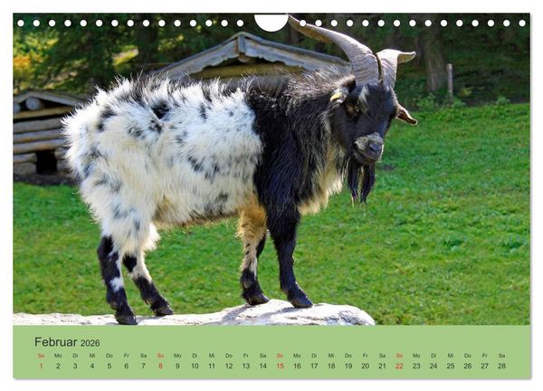 Produktbild: Wir sind die Stars am Bauernhof (Wandkalender 2026 DIN A4 quer), CALVENDO Monatskalender