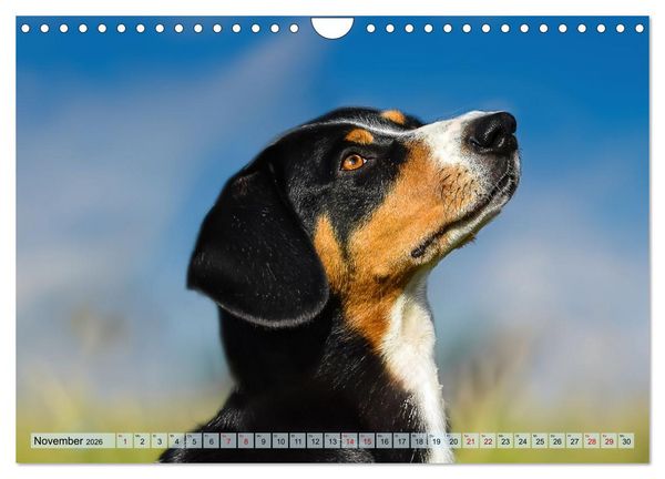 Produktbild: Schweizer Sennenhunde - Appenzeller - Berner - Entlebucher - Gro&szlig;e Schweizer (Wandkalender 2026 DIN A4 quer), CALVENDO Monatskalender