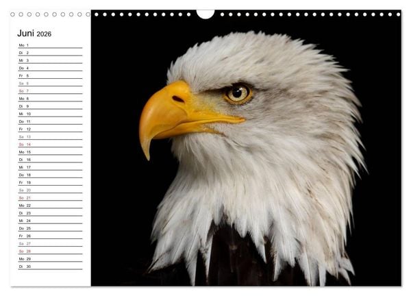 Produktbild: Der Wei&szlig;kopfseeadler (Wandkalender 2026 DIN A3 quer), CALVENDO Monatskalender