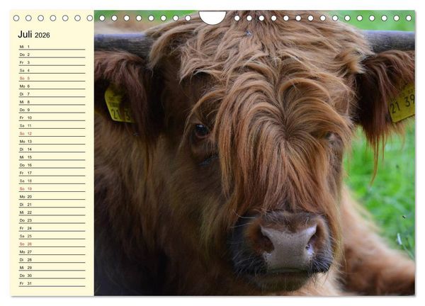Produktbild: Schottische Hochlandrinder. Freundlich, sch&ouml;n und robust (Wandkalender 2026 DIN A4 quer), CALVENDO Monatskalender