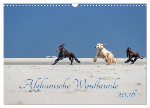 Produktbild: AFGHANISCHE WINDHUNDE 2026 (Wandkalender 2026 DIN A3 quer), CALVENDO Monatskalender