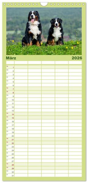 Produktbild: Familienplaner 2026 - Berner Sennenhunde - Traumhunde mit Charme mit 5 Spalten (Wandkalender, 21 x 45 cm) CALVENDO