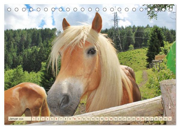 Produktbild: Tiroler Langm&auml;hnen (Tischkalender 2026 DIN A5 quer), CALVENDO Monatskalender
