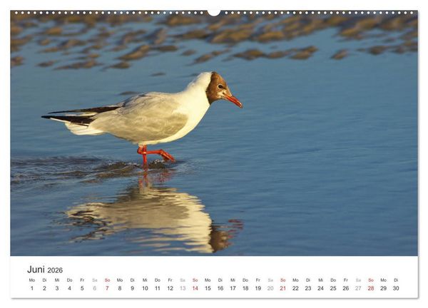 Produktbild: Eiderstedt Impressionen (hochwertiger Premium Wandkalender 2026 DIN A2 quer), Kunstdruck in Hochglanz