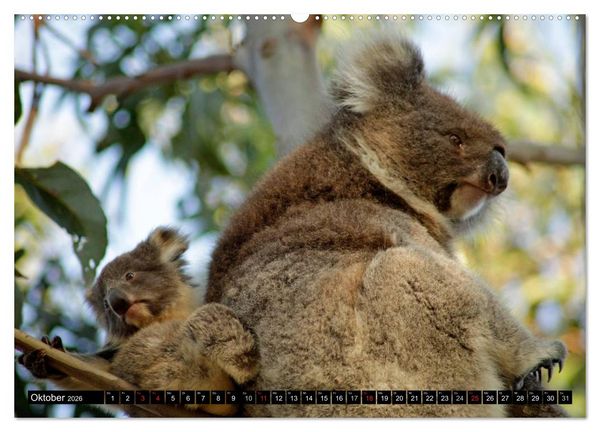 Produktbild: Die Tierwelt in Australien (Wandkalender 2026 DIN A2 quer), CALVENDO Monatskalender