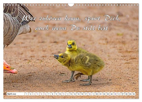 Produktbild: Tierbabies - Spruchkalender (Wandkalender 2026 DIN A3 quer), CALVENDO Monatskalender