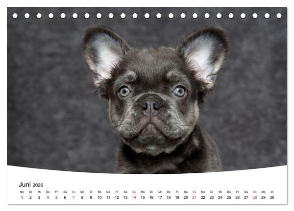 Produktbild: Bullys - Franz&ouml;sische Bulldoggen 2026 (Tischkalender 2026 DIN A5 quer), CALVENDO Monatskalender