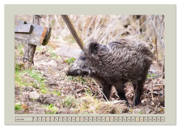 Produktbild: Wildschweine ganz nah an der Sau (Sus scrofa) von Tanja Riedel (Tischkalender 2026 DIN A5 quer), CALVENDO Monatskalender