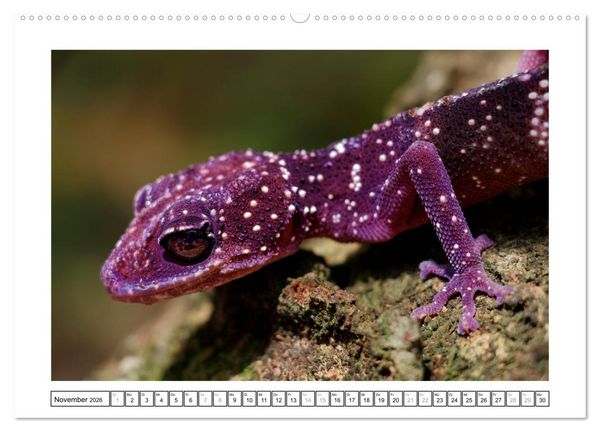 Produktbild: Tierisch tolles Madagaskar - Cham&auml;leons, Lemuren und mehr (hochwertiger Premium Wandkalender 2026 DIN A2 quer), Kunstdruck in Hochglanz