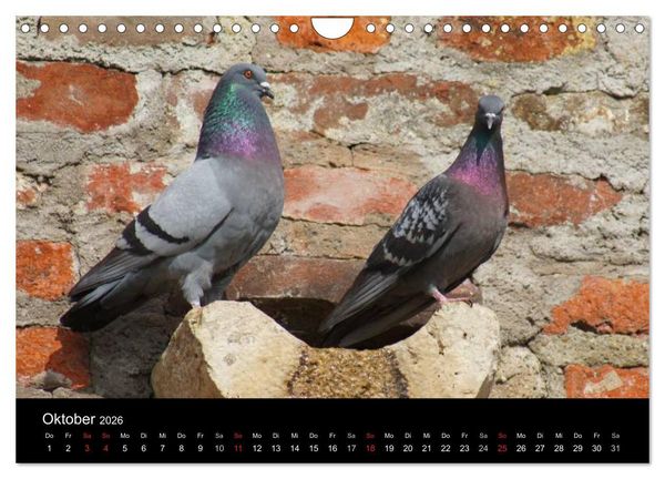 Produktbild: Tauben in der Stadt (Wandkalender 2026 DIN A4 quer), CALVENDO Monatskalender