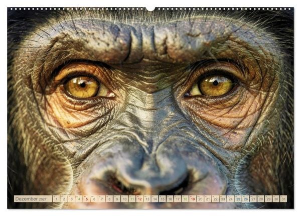 Produktbild: Die Augen der Wildnis (hochwertiger Premium Wandkalender 2027 DIN A2 quer), Kunstdruck in Hochglanz