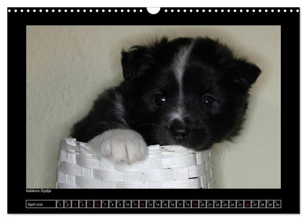 Produktbild: Islandhund - Welpen / CH-Version (Wandkalender 2026 DIN A3 quer), CALVENDO Monatskalender