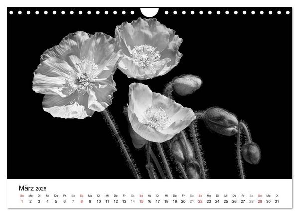 Produktbild: Blumen 2026, Schwarz-Wei&szlig; (Wandkalender 2026 DIN A4 quer), CALVENDO Monatskalender