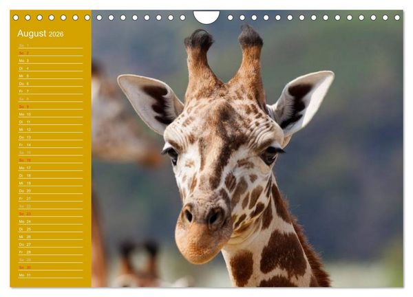 Produktbild: Giraffen / Geburtstagskalender (Wandkalender 2026 DIN A4 quer), CALVENDO Monatskalender