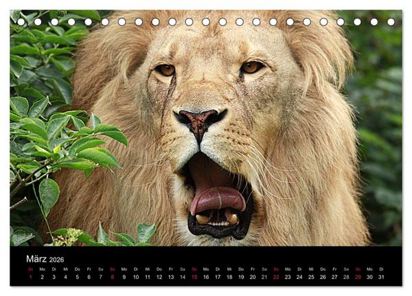 Produktbild: L&ouml;wen (Tischkalender 2026 DIN A5 quer), CALVENDO Monatskalender