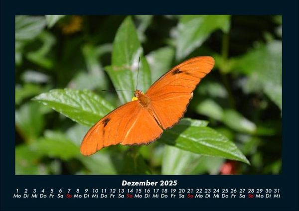 Produktbild: Bunte Pracht der Schmetterlinge 2025 Fotokalender DIN A4