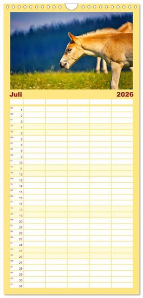 Produktbild: Familienplaner 2026 - Die besonderen Haflinger-Pferde mit 5 Spalten (Wandkalender, 21 x 45 cm) CALVENDO