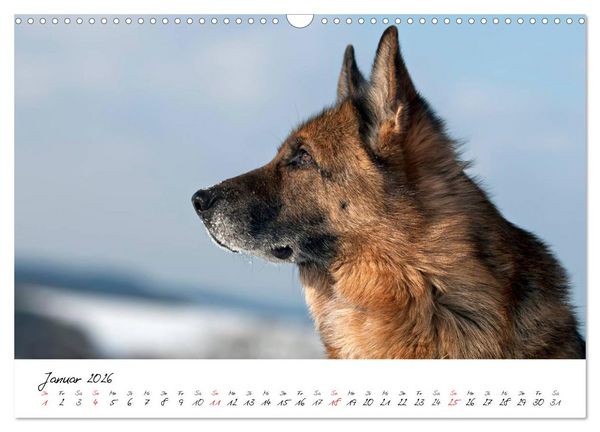 Produktbild: Deutsche Sch&auml;ferhunde - Liebenswerte Graunasen (Wandkalender 2026 DIN A3 quer), CALVENDO Monatskalender