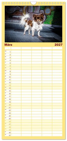 Produktbild: Familienplaner 2027 - Chihuahuas - Cool and Cute mit 5 Spalten (Wandkalender, 21 x 45 cm) CALVENDO