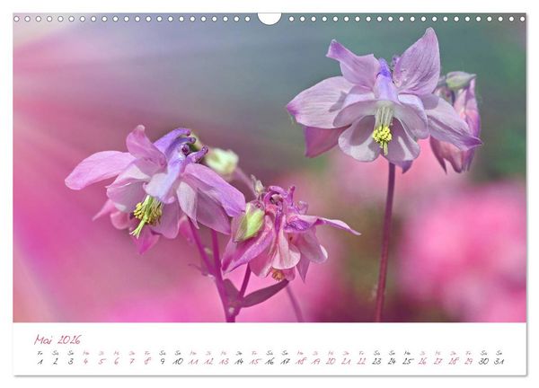 Produktbild: Bl&uuml;tentr&auml;ume in violett und pink (Wandkalender 2026 DIN A3 quer), CALVENDO Monatskalender