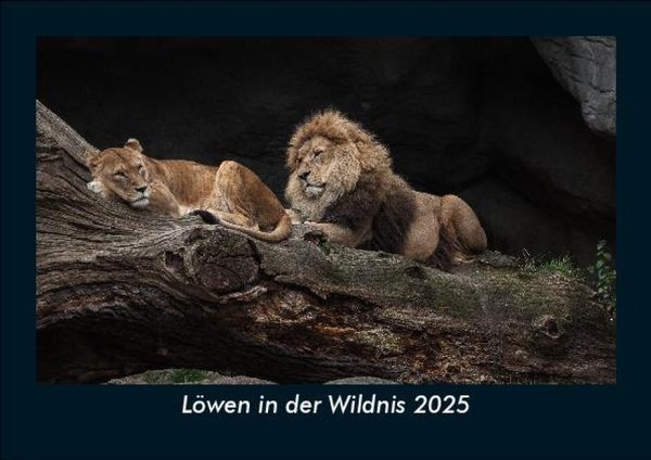 Produktbild: L&ouml;wen in der Wildnis 2025 Fotokalender DIN A5