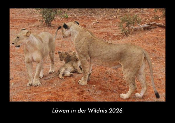 Produktbild: L&ouml;wen in der Wildnis 2026 Fotokalender DIN A3