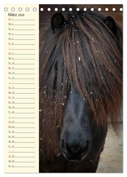 Produktbild: Islandpferde Geburtstagskalender (Tischkalender 2026 DIN A5 hoch), CALVENDO Monatskalender