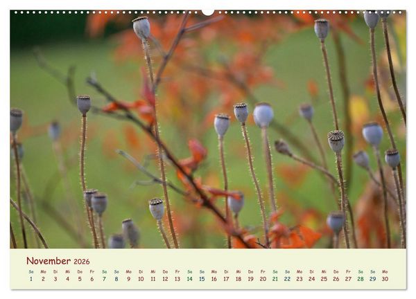 Produktbild: Naturwunder Bl&uuml;ten (hochwertiger Premium Wandkalender 2026 DIN A2 quer), Kunstdruck in Hochglanz