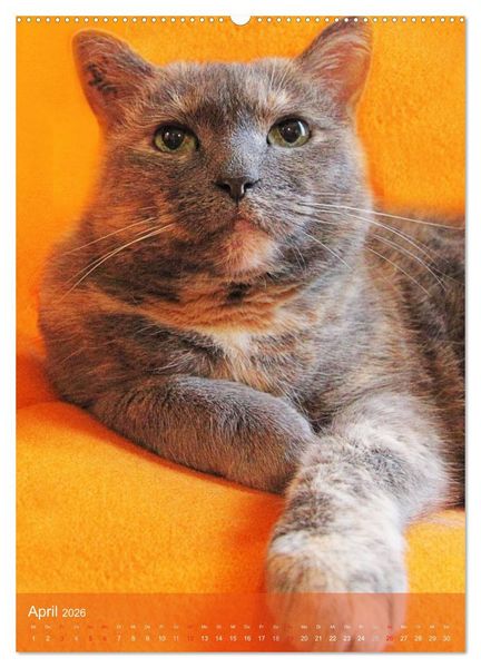 Produktbild: KATZEN AUGEN BLICKE (hochwertiger Premium Wandkalender 2026 DIN A2 hoch), Kunstdruck in Hochglanz