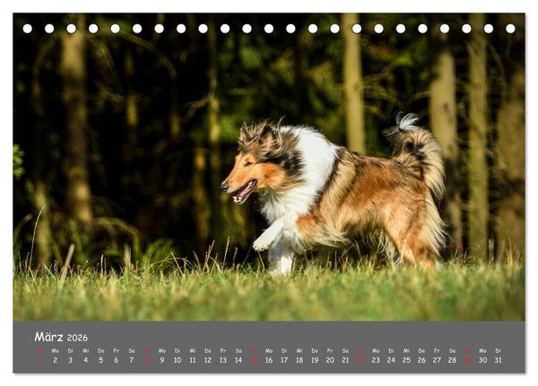 Produktbild: Einmal Collie - immer Collie (Tischkalender 2026 DIN A5 quer), CALVENDO Monatskalender
