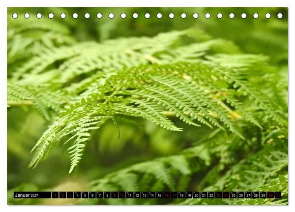 Produktbild: Naturwunder Wald (Tischkalender 2027 DIN A5 quer), CALVENDO Monatskalender