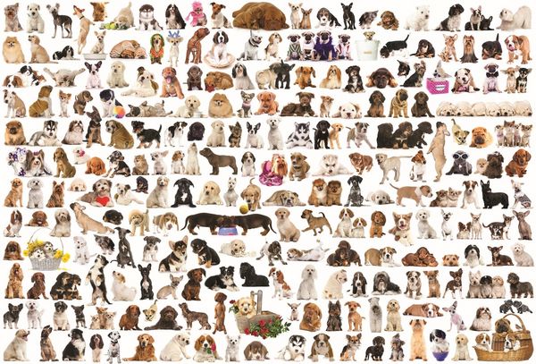 Produktbild: Puzzle 2000 Teile - The World of Dogs