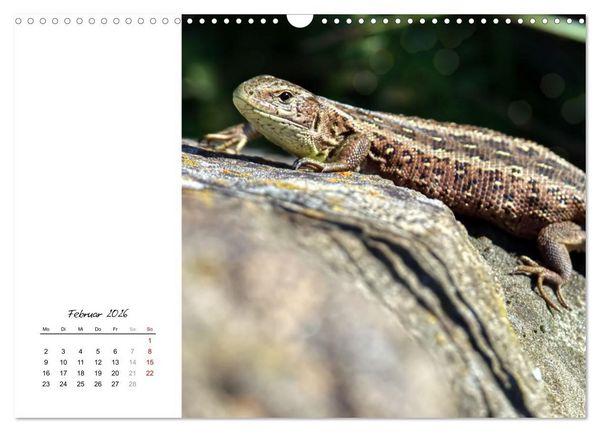 Produktbild: Eidechsen, flinke R&auml;uber (Wandkalender 2026 DIN A3 quer), CALVENDO Monatskalender