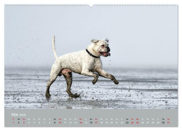 Produktbild: Boxer - charmante Herzensbrecher (Wandkalender 2026 DIN A2 quer), CALVENDO Monatskalender