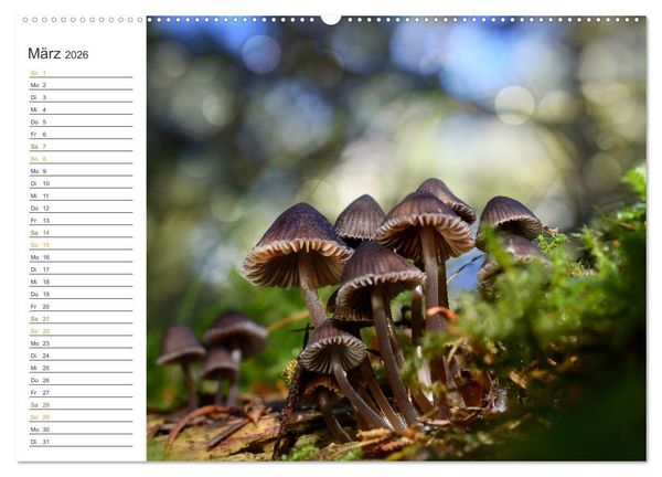 Produktbild: Schwammerl Egerlinge Pilze (Wandkalender 2026 DIN A2 quer), CALVENDO Monatskalender